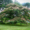 Organic Mimosa Tree Seeds aka Silk tree, Albizia julibrissin, Silky acacia, Persian silk tree, Pink Silk dwarf bonzai or giant ornamental!