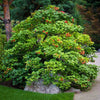 Heirloom Organic Cranberry Bush Seeds aka Cranberries Tree seeds, Cranberry Shrub Seeds
