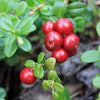 Heirloom Organic Cranberry Bush Seeds aka Cranberries Tree seeds, Cranberry Shrub Seeds