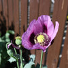Hungarian Blue Breadseed poppy Seeds Aka Papaver somniferum L. , bulk poppy seeds , Antique Poppies, Heirloom and Organic