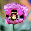 Hungarian Blue Breadseed poppy Seeds Aka Papaver somniferum L. , bulk poppy seeds , Antique Poppies, Heirloom and Organic