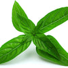 Heirloom Lime Basil Plant Seeds Ocimum Basilicum herb Flower Seeds