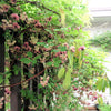 100 - 1000 Bulk CHOCOLATE VINE Edible Fruit Akebia Quinata Fragrant Flower Seeds