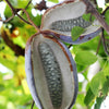 100 - 1000 Bulk CHOCOLATE VINE Edible Fruit Akebia Quinata Fragrant Flower Seeds