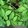 100 - 1000 Bulk CHOCOLATE VINE Edible Fruit Akebia Quinata Fragrant Flower Seeds