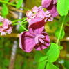 100 - 1000 Bulk CHOCOLATE VINE Edible Fruit Akebia Quinata Fragrant Flower Seeds