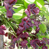 100 - 1000 Bulk CHOCOLATE VINE Edible Fruit Akebia Quinata Fragrant Flower Seeds
