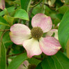 5 PINK DOGWOOD Tree Cornus Capitata Angustata Kousa Ornamental Flowering Tree Seeds