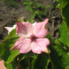 5 PINK DOGWOOD Tree Cornus Capitata Angustata Kousa Ornamental Flowering Tree Seeds