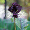 5 BLACK BAT FLOWER ( Cats Whiskers / Devil Flower ) Tacca Chantrieri Flower Seeds