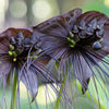 5 BLACK BAT FLOWER ( Cats Whiskers / Devil Flower ) Tacca Chantrieri Flower Seeds