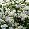 5 WHITE ROSE Rosa Bush Shrub Perennial Flower Seeds