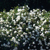 5 WHITE ROSE Rosa Bush Shrub Perennial Flower Seeds