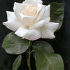 5 WHITE ROSE Rosa Bush Shrub Perennial Flower Seeds