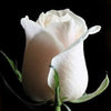 5 WHITE ROSE Rosa Bush Shrub Perennial Flower Seeds
