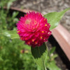50 GLOBE AMARANTH MIX Gomphrena Globosa Mixed Colors Amaranthus Flower Seeds