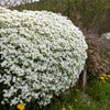 800 WHITE ALPINE ROCKCRESS Aubrieta Rock Cress Arabis Alpina Flower Seeds