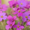 150 SPRING CHARM ROCKCRESS Rose Rock Cress Arabis Arendsii Flower Mix Seeds