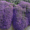 500 PURPLE ROCKCRESS Rock Cress Aubrieta Deltoidea Flower Seeds