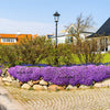 500 PURPLE ROCKCRESS Rock Cress Aubrieta Deltoidea Flower Seeds