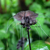 5 BLACK BAT FLOWER ( Cats Whiskers / Devil Flower ) Tacca Chantrieri Flower Seeds