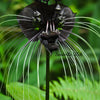 5 BLACK BAT FLOWER ( Cats Whiskers / Devil Flower ) Tacca Chantrieri Flower Seeds