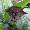5 BLACK BAT FLOWER ( Cats Whiskers / Devil Flower ) Tacca Chantrieri Flower Seeds