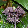 5 BLACK BAT FLOWER ( Cats Whiskers / Devil Flower ) Tacca Chantrieri Flower Seeds