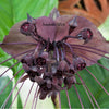 5 BLACK BAT FLOWER ( Cats Whiskers / Devil Flower ) Tacca Chantrieri Flower Seeds