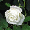 5 WHITE ROSE Rosa Bush Shrub Perennial Flower Seeds