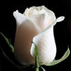 5 WHITE ROSE Rosa Bush Shrub Perennial Flower Seeds