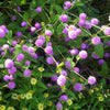 50 GLOBE AMARANTH MIX Gomphrena Globosa Mixed Colors Amaranthus Flower Seeds