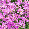 150 SPRING CHARM ROCKCRESS Rose Rock Cress Arabis Arendsii Flower Mix Seeds