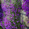 500 PURPLE ROCKCRESS Rock Cress Aubrieta Deltoidea Flower Seeds