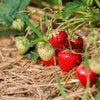 100 ALPINE STRAWBERRY Fragaria Vesca Red Fruit White Flower Seeds