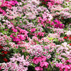 500 MIXED Colors SWEET WILLIAM Dianthus Barbatus Color Mix Red White Pink Bicolor Flower Seeds