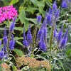 50 Mixed Colors VERONICA SIGHTSEEING MIXTURE (Spike Speedwell) Veronica Spicata Flower Seeds