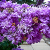 35 PURPLE CREPE MYRTLE Lagerstroemia Indica Flowering Shrub Bush Small Tree Seeds