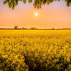 500 OLD FASHIONED MUSTARD Ragged Edge Brassica Juncea Vegetable Seeds