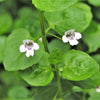 1g 27,500 BULK CORSICAN MINT Mentha Requienii Fragrant Hern Ground Cover Flower 1 Gram Seeds