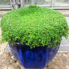 1g 27,500 BULK CORSICAN MINT Mentha Requienii Fragrant Hern Ground Cover Flower 1 Gram Seeds
