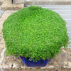 1g 27,500 BULK CORSICAN MINT Mentha Requienii Fragrant Hern Ground Cover Flower 1 Gram Seeds