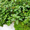 1g 27,500 BULK CORSICAN MINT Mentha Requienii Fragrant Hern Ground Cover Flower 1 Gram Seeds