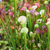 10 MIXED PITCHER PLANT Sarracenia Carnivorous Red Purple Yellow White Flower Seeds