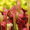 10 MIXED PITCHER PLANT Sarracenia Carnivorous Red Purple Yellow White Flower Seeds