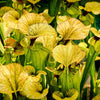10 MIXED PITCHER PLANT Sarracenia Carnivorous Red Purple Yellow White Flower Seeds