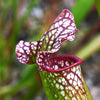 10 MIXED PITCHER PLANT Sarracenia Carnivorous Red Purple Yellow White Flower Seeds