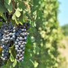 10 Purple CONCORD GRAPE Fruit Vine Vitis Labrusca White Flower Seeds