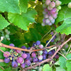 10 Purple CONCORD GRAPE Fruit Vine Vitis Labrusca White Flower Seeds
