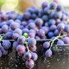 10 Purple CONCORD GRAPE Fruit Vine Vitis Labrusca White Flower Seeds